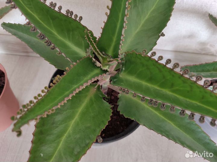 Каланхоэ лечебное