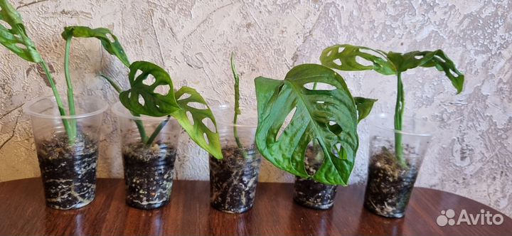 Монстера манки