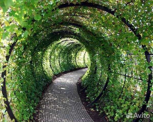 Плющ с доставкой по России