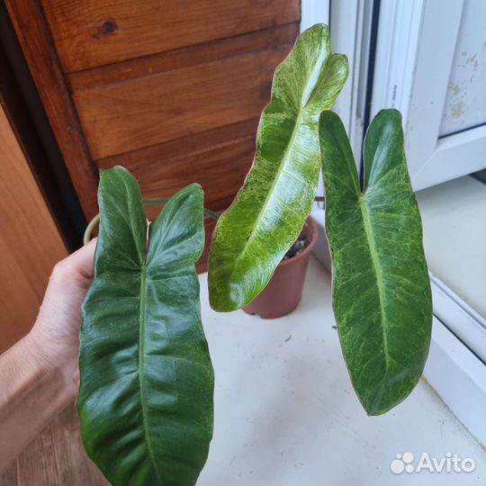 Филодендроны Параисо верде