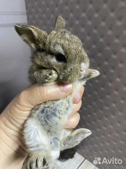 Карликовые крольчата