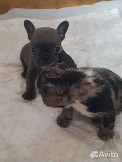 Французский бульдог щенки голубой