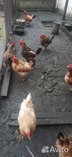 Куры несушки