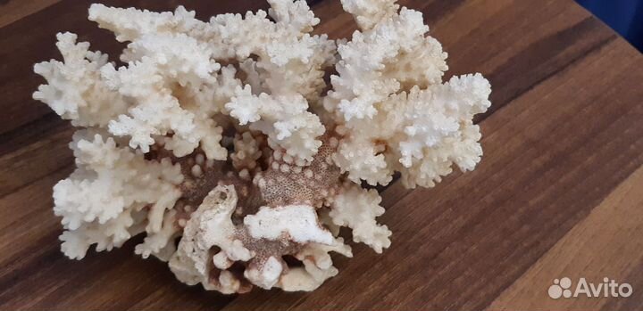 Кораллы для аквариума