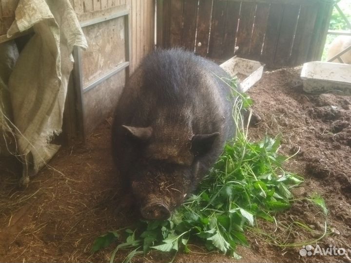 Вьетнамскую свиноматку продам и отдам хряка
