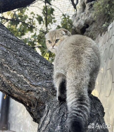 Шотландская