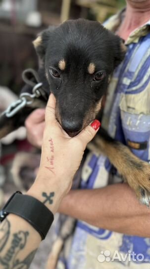 Молодая собачка