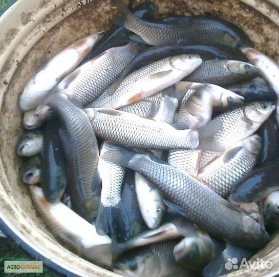 Малек белого амура для водоема, рыба в пруд