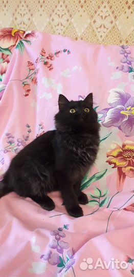 Просто котенок