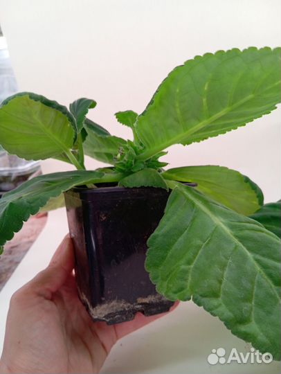 Продаю растюшки глоксинии