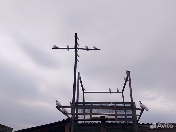 Домашняя птица