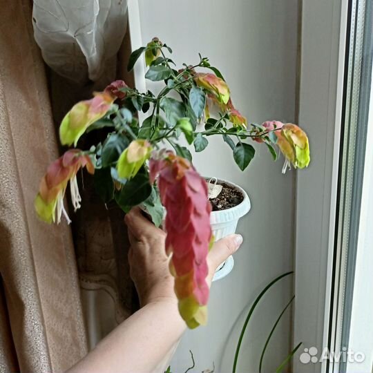 Пеларгония. Белопероне