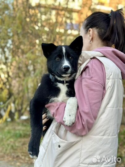 Щенок в добрые руки