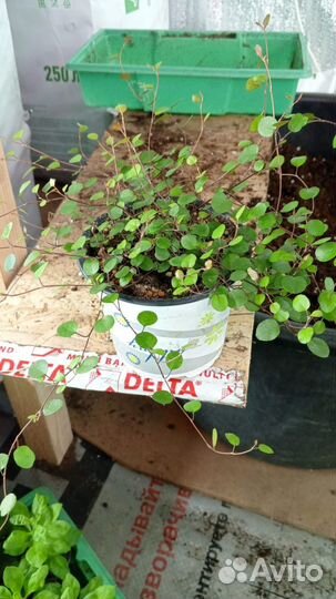 Мюленбекия спутанная