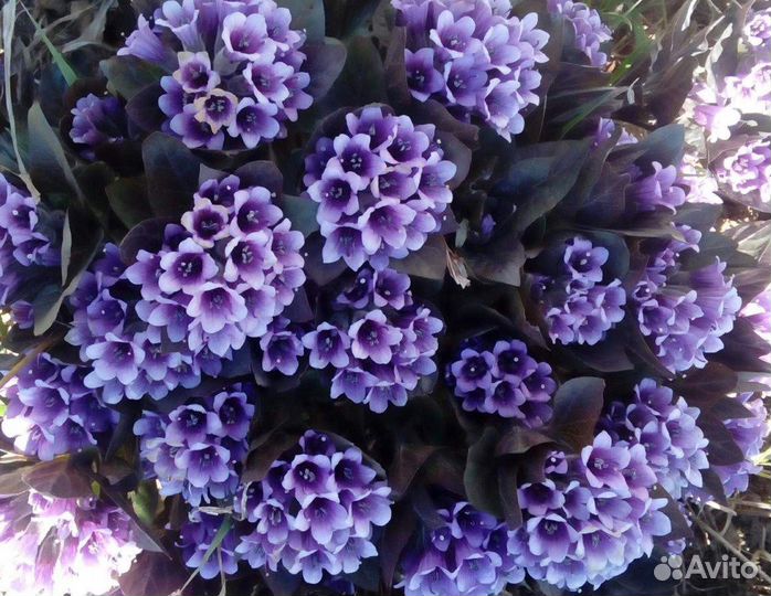 Физохлайна(пузырница)