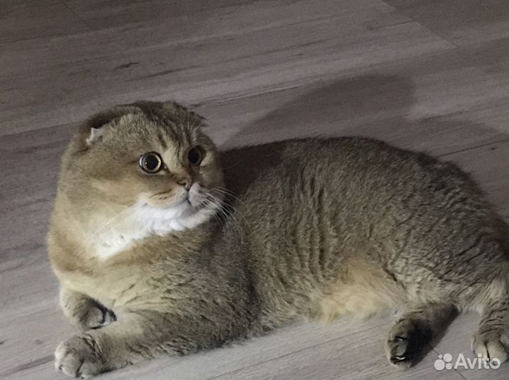 Золотой кот для вязки