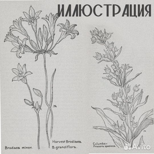 Модель на тату