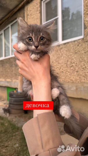 Котята