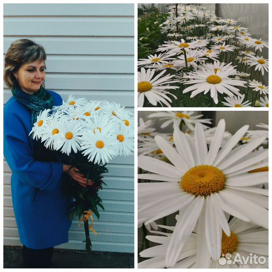 Многолетники для сада