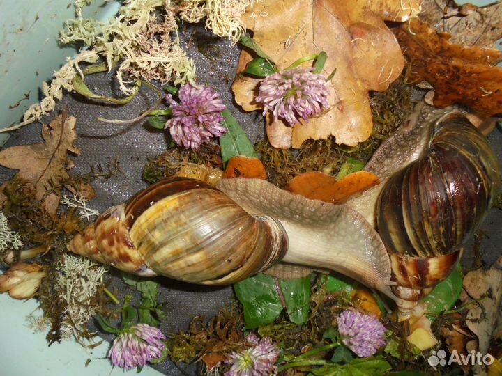 Улитки занзибарики