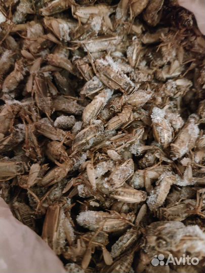 Замороженные сверчки кормовые