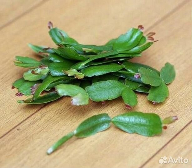 Декабрист розовый, зигокактус, шлюмбергера