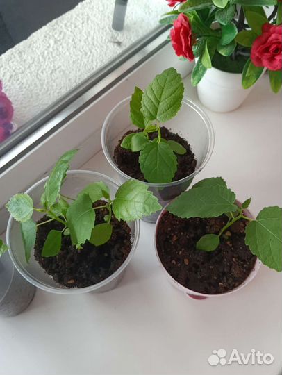 Рассада инжира