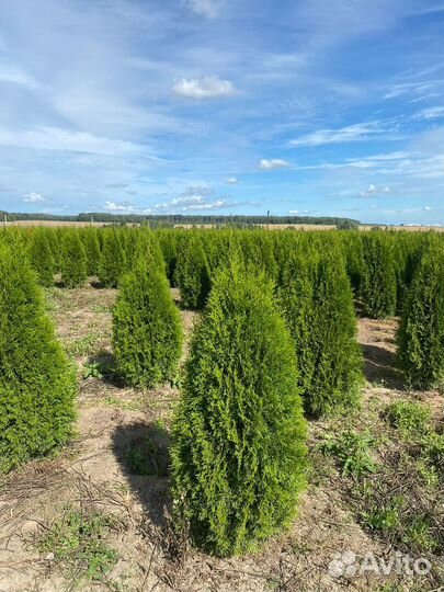 Туя Смарагд 140 см