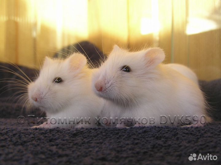 Белый хомячок из питомника