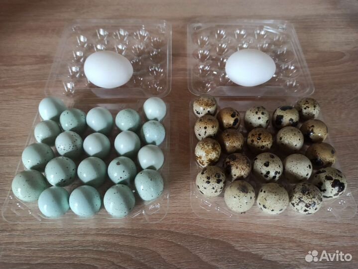 Яйца перепелиные домашние
