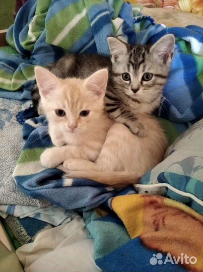 Рыжий котик