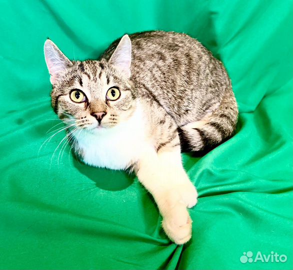 Молодые котики в поисках дома