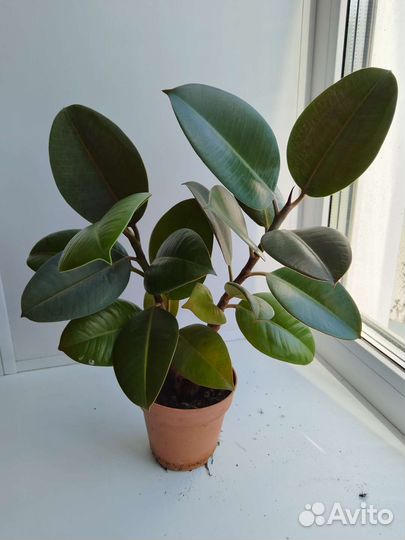 Фикус каучуконосный