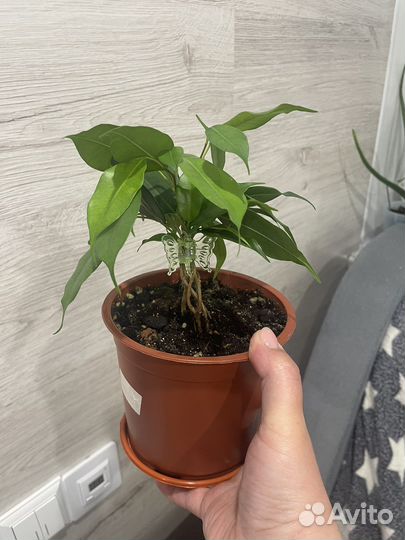 Продам комнатные растения