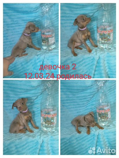 Много тойчиков цветных