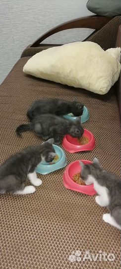 Кошка в дар