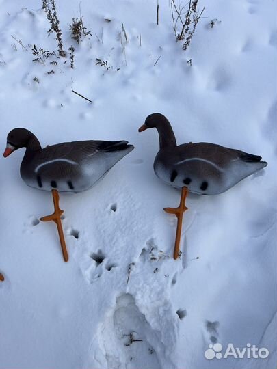 Чучела гусей (хре кормящий )