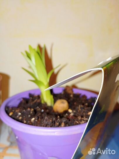 Лилия сортовая