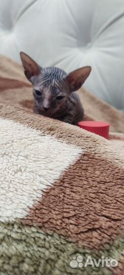 Донской сфинкс котята