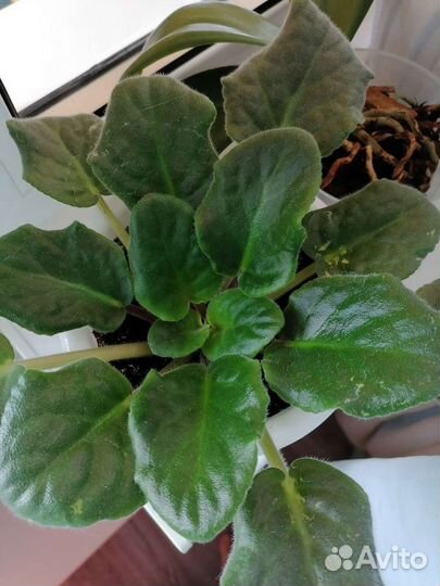 Комнатные растения