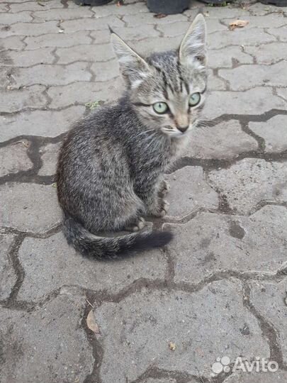 Кошки в добрые руки