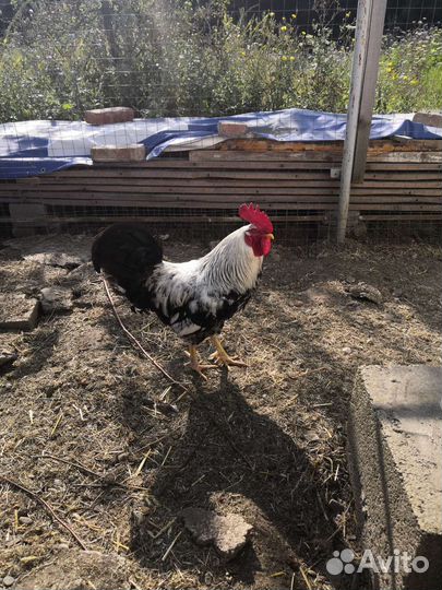 Петух Загорский лососевый