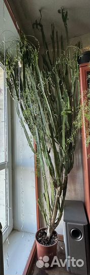 Комнатный молочай