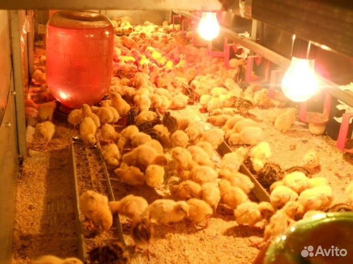 Птенцы, несушки и самцы перепелов