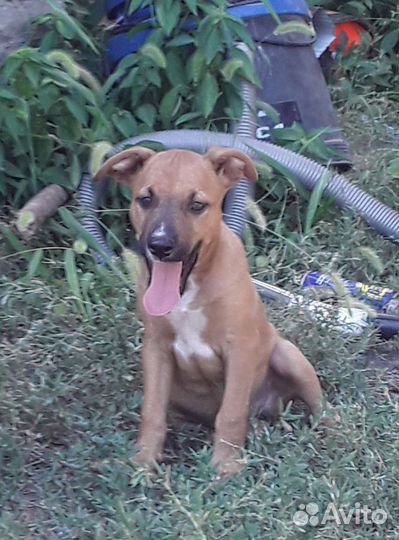 Метисы стаффа в дар