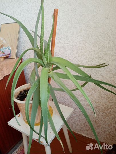 Алоэ лечебный