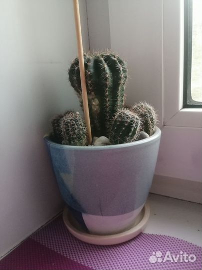 Кактусы