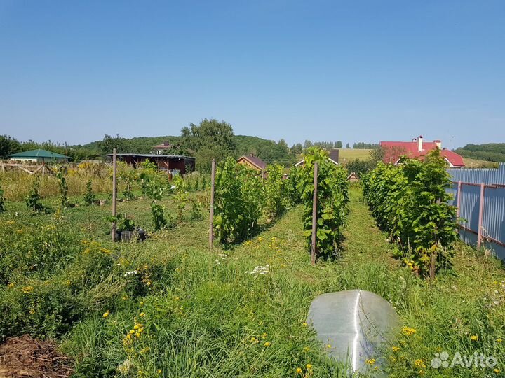 Саженцы винограда