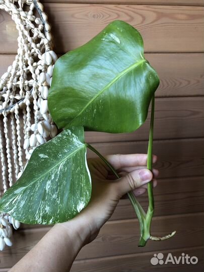 Монстера альба вариегатная