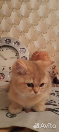 Шотландская золотая шиншилла